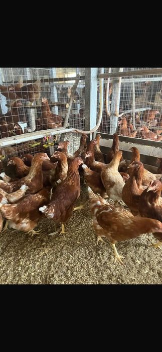 Курицы ломан браун