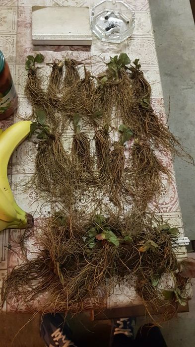 Разсад ягоди - алба , априка , клери