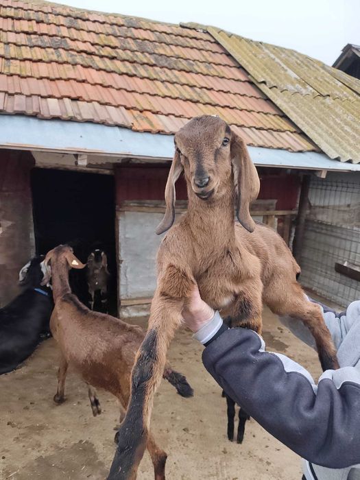 Vând Țap Anglonubian