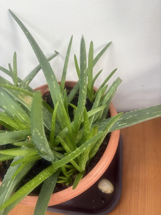 Продам цветы комнатные