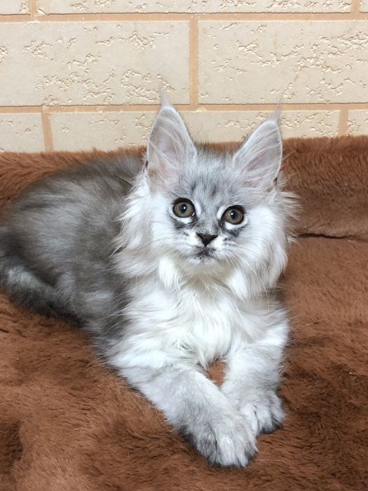 Продаются ! Мейн-Куны!