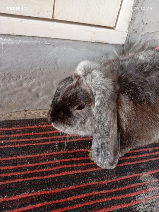 French Lop rabbits bolalari 1-1.5 oylik