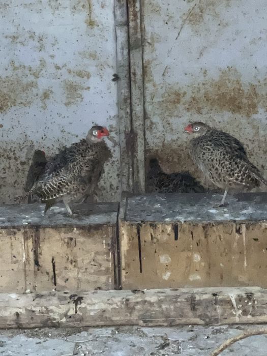 Фазаны промысловые