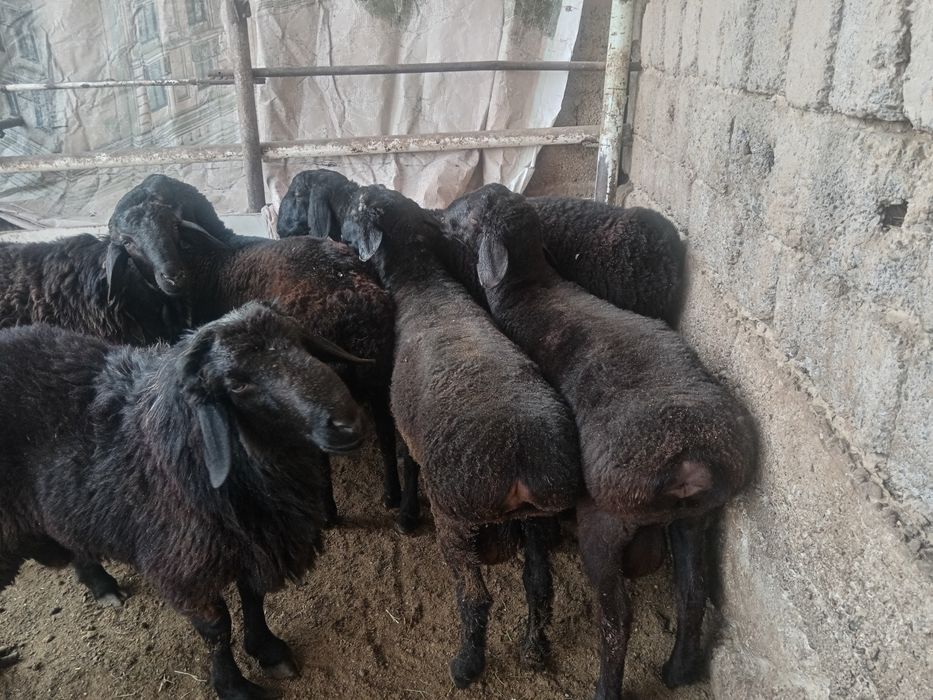 Qochqor qoy кочкор