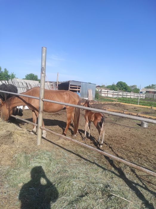 Продам кобылу 5 лет с жеребенком