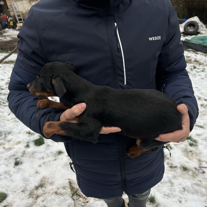 Vand catei jaggterier