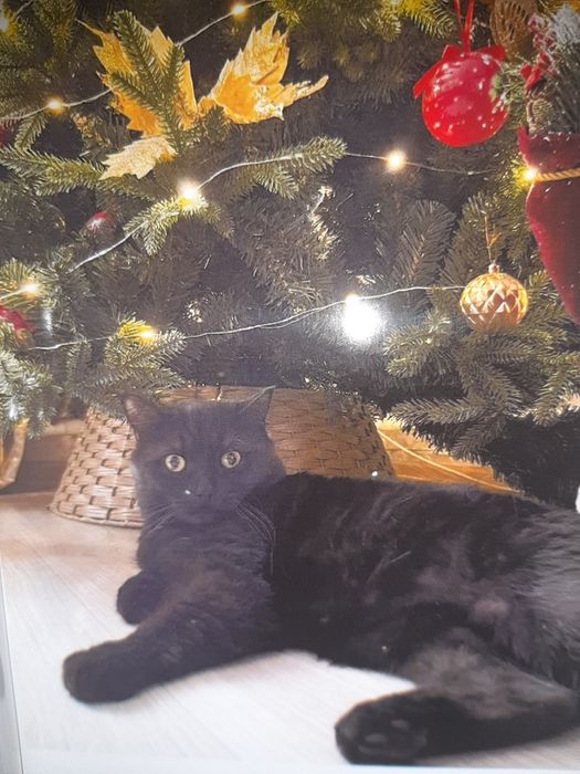 Пропал кот , помогите!