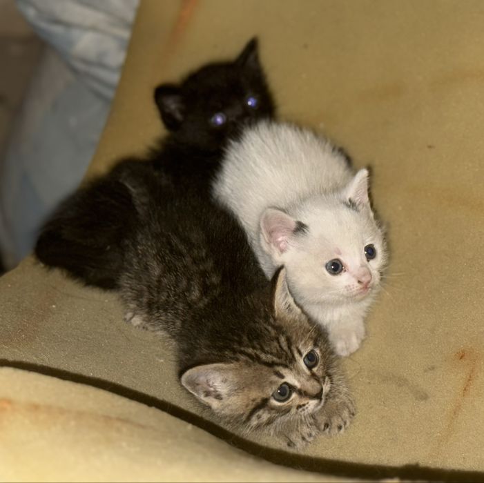 Отдам котят и кошку