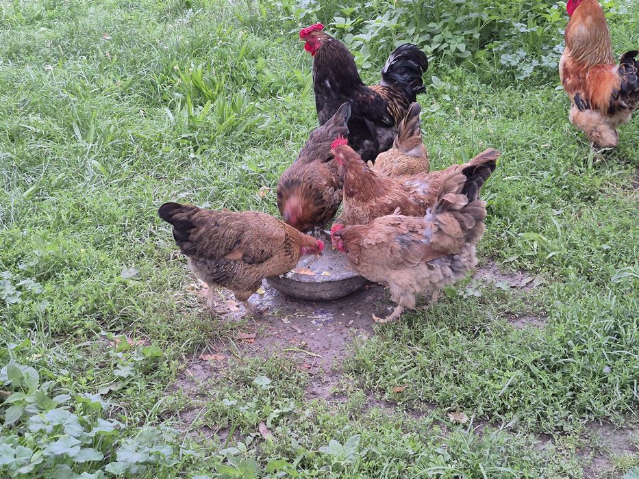 Продам домашные куры пародный