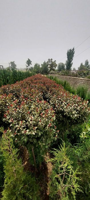 Декоротив кучатлари сотилади