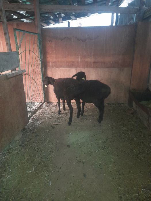 Токтылар сатылады