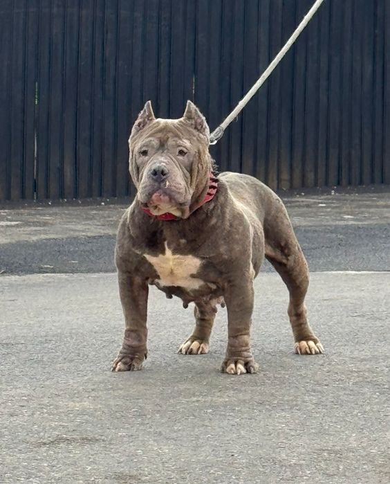Femela american bully blue