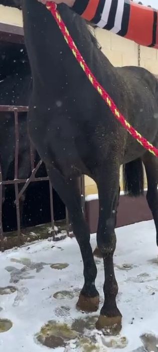 Жеребец на племя, подарок, кокпар