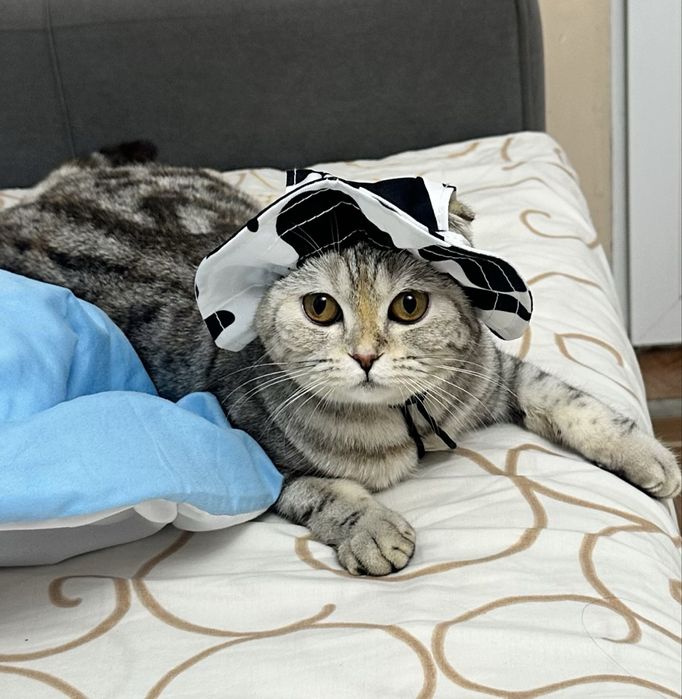 Срочно ищем шотландского прямоухого кота для вязки