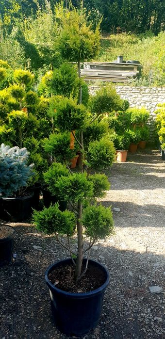 Vindem pon pon din leylandy calitate extra diferite dimensiuni