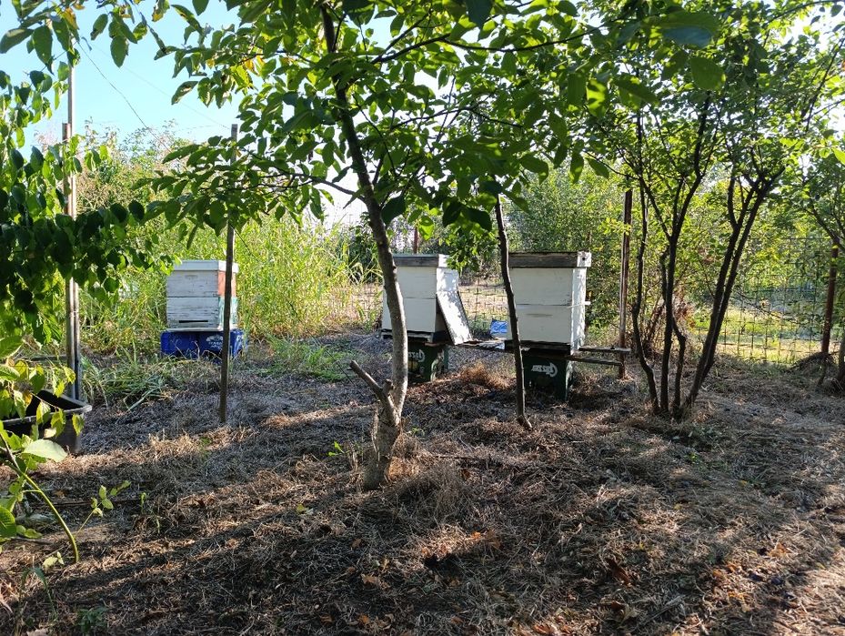 Vând 5 familii de albine