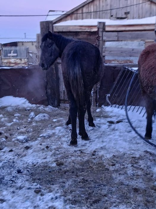 Продам лошадь. Кунан 2.5 года.