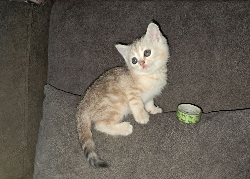 Котёнок.Страйт.Девочка