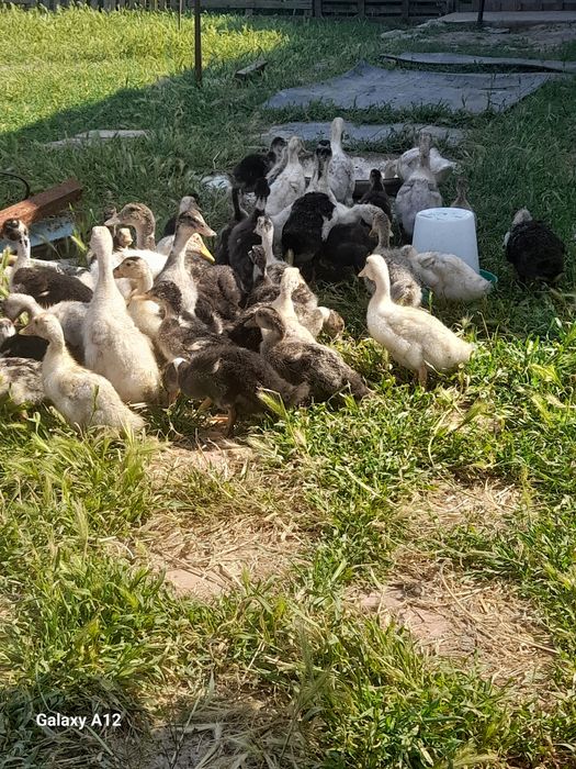 o‘rdekla srochna sotiladi 28ta 20 kunlik 43ta 50kunlik manzil Toshkent