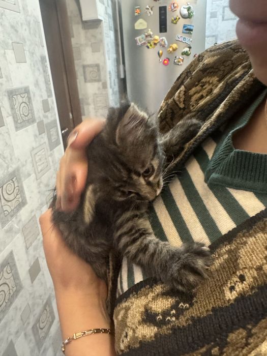 Котенок 1 месячный