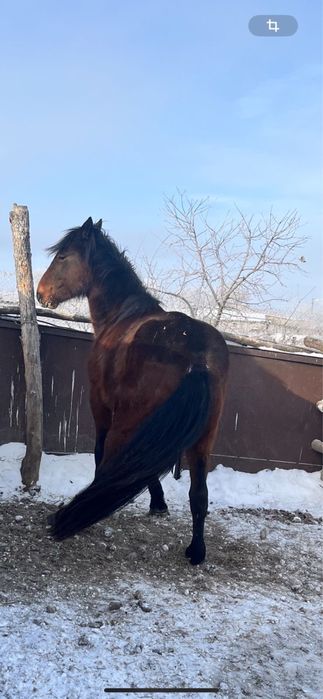 В продаже жеребец !
