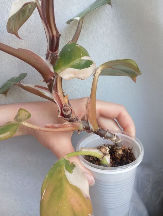 Филодендрон white knight