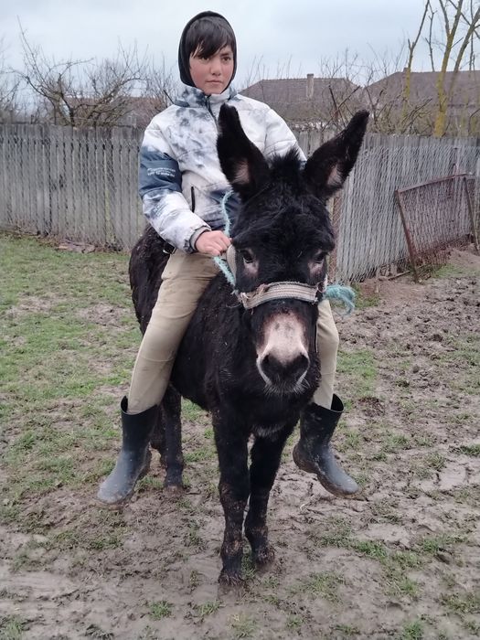 Vând magar tânăr.