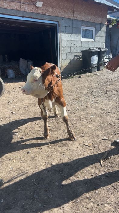 Vând vițel.        .