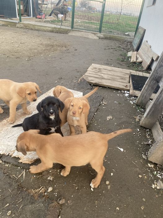 Donez catei de 9 saptamani