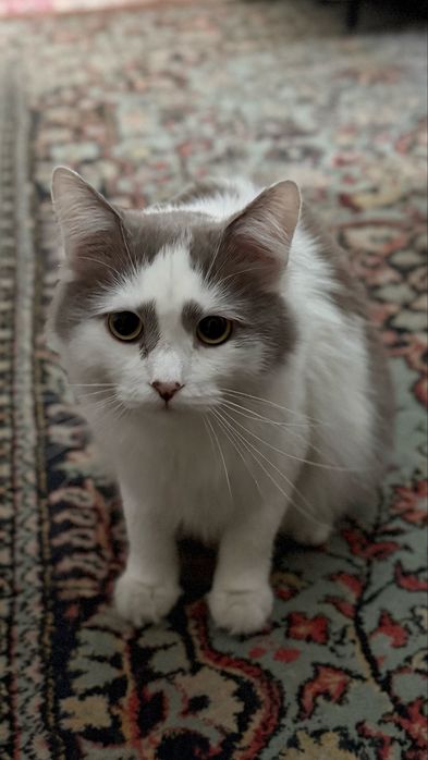 Кот стерилизован ищет дом