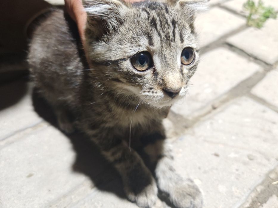 Отдаю котят в добрые руки