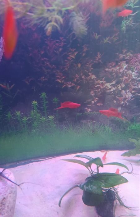 Продаётся самцы меченосец рубин флаговые