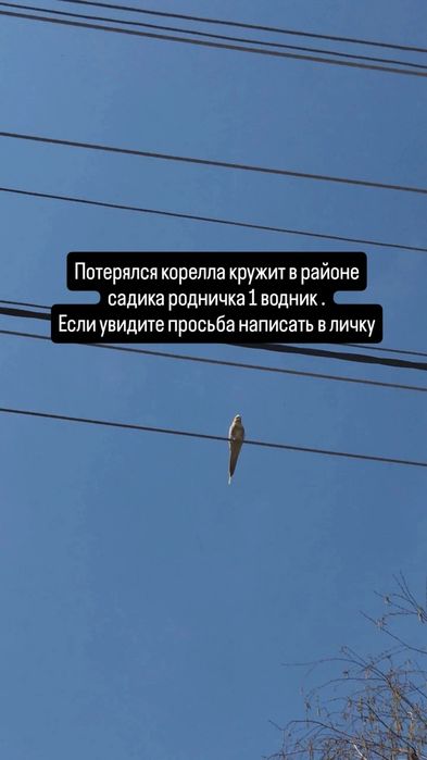 ПОТЕРЯЛСЯ корелла водник 1