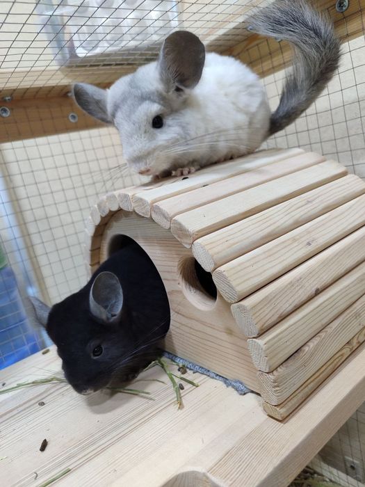 Срочно продам Шиншиллы