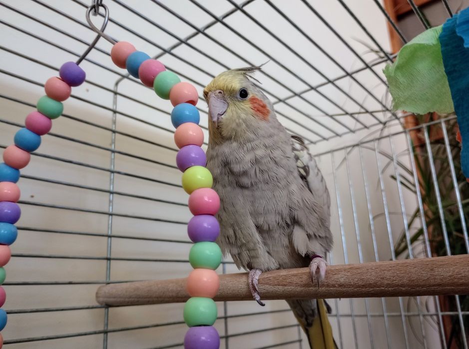 Papagal nimfa mascul + colivie + accesorii