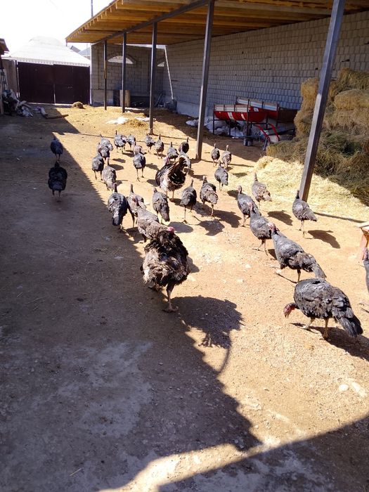 Ундуктер сатылады