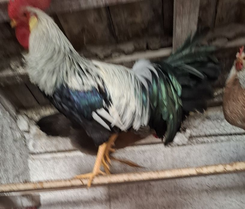 Pui si ouă  Jersey Giant,, Sussex HD si Porțelan ,Playmount.,Italiana