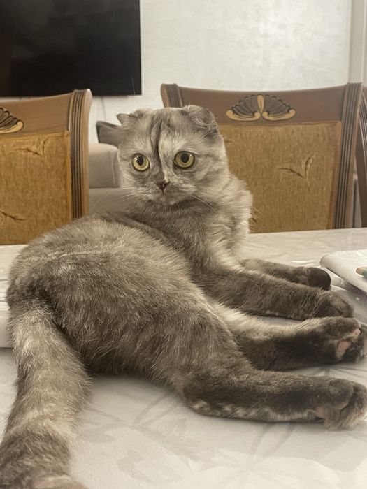 Потерялась кошка