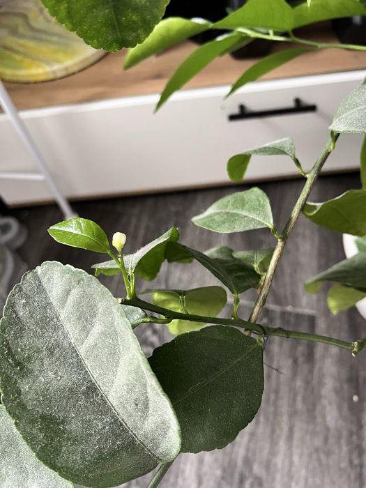 Дерево плодоносящего лимона