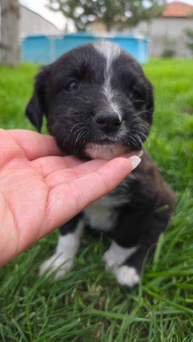 Подарявам кученца - пазачи за двор, размер на Кокер