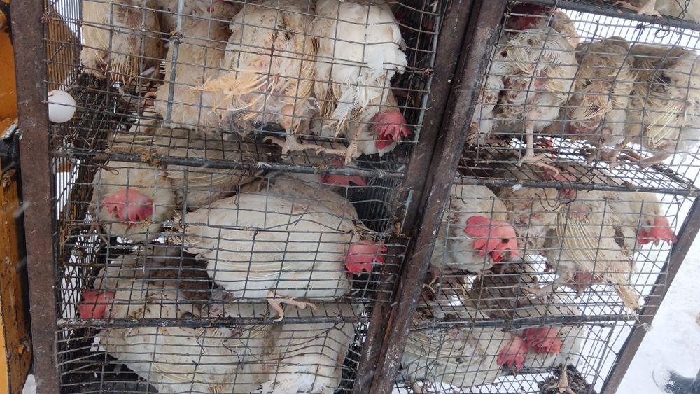 Куры несушки продам