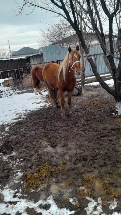 Дөне сатылады айғыр