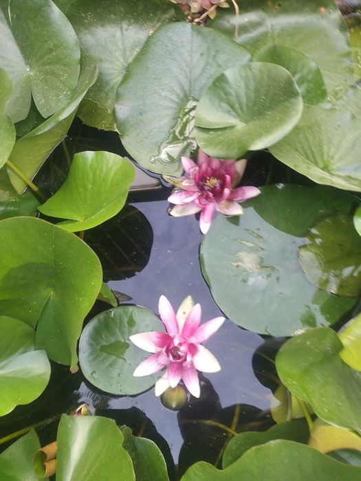 Продам водяную лилию