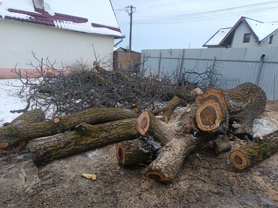 Nuc 100 de ani de la 70 cm  diametru
