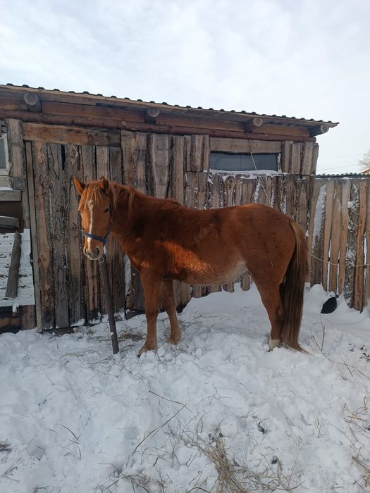 Продам срочно кобылку