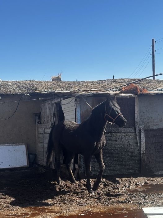 Араб полукровка айгыр