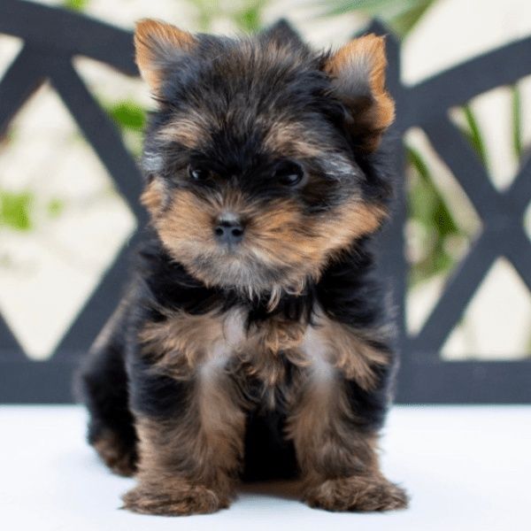Asigur transport !!! Pui Yorkshire Terrier mascul mini toy !!!