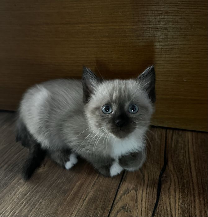Котята ищут заботливых хозяев