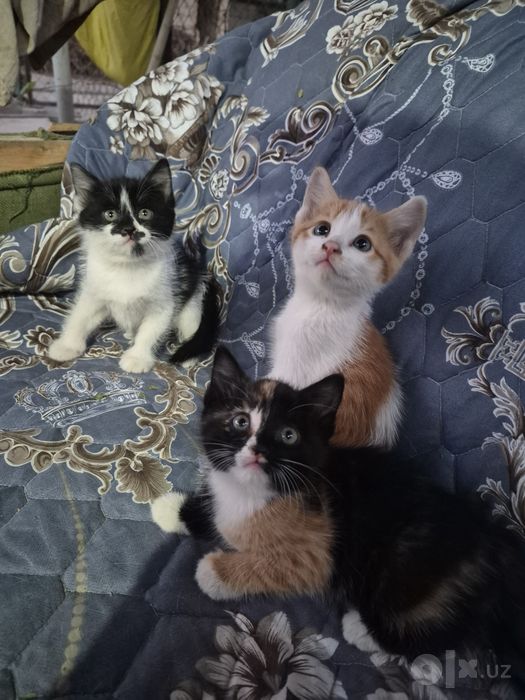 Отдадим бесплатно красивых котят
