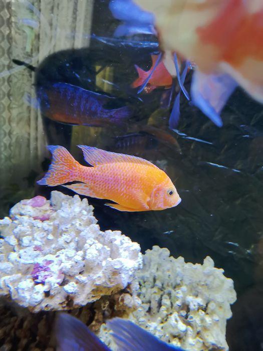 Продавам цихлиди